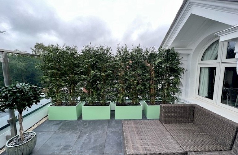 UV stable bamboo trees - Screening for a terrace